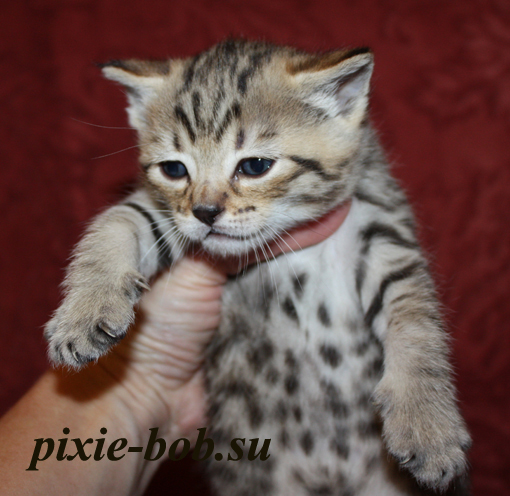 котик 3 недели