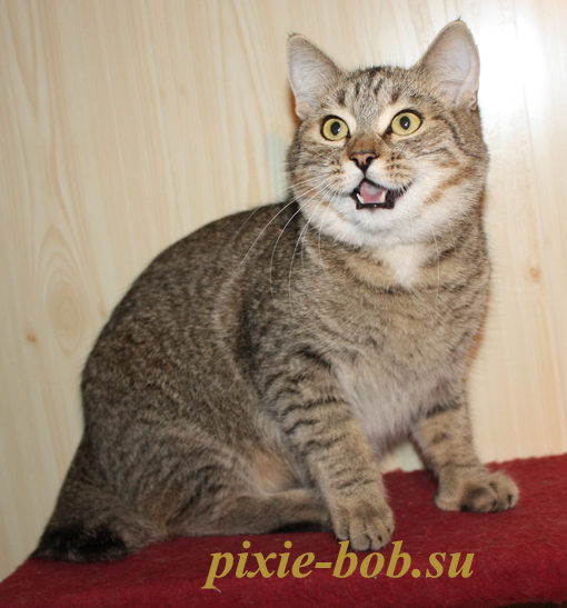 9 месяцев