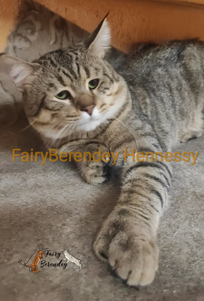 FAIRYBERENDEY HANNESSY (Хэнк)