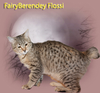FairyBerendey Flossy, КШ, поли лапы, природный хвост