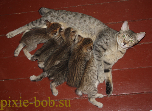 лето 2010, дача, кормящая мать