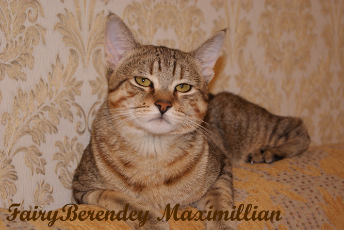 Максик
