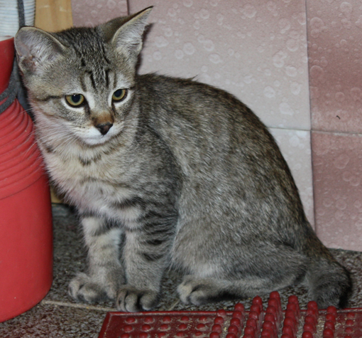 Флоризель