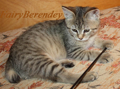 Церци, 3 месяца