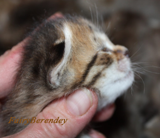 кошечка2, на фото 12 дней