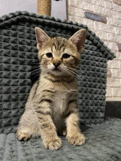Кошка с помпоном