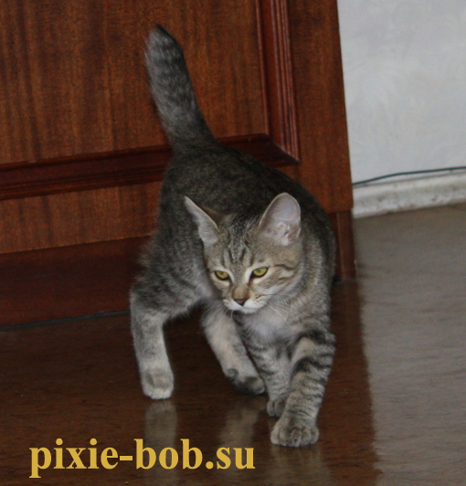 Лиза