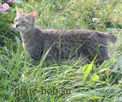 лето 2010, дача, кормящая мать