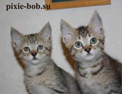 вместе с сестричкой, Перся слева