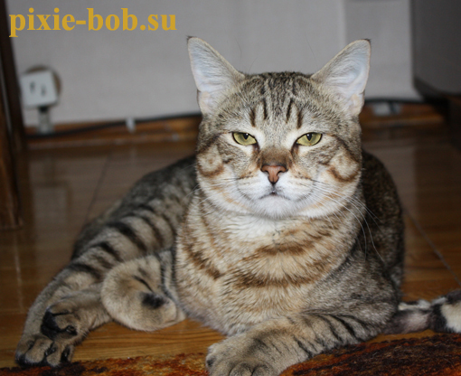 кот Тузик