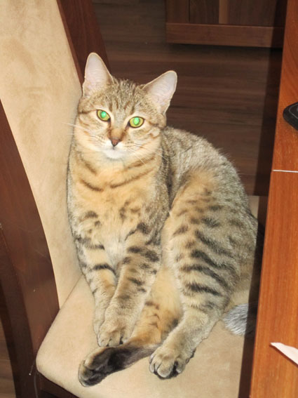 Симона