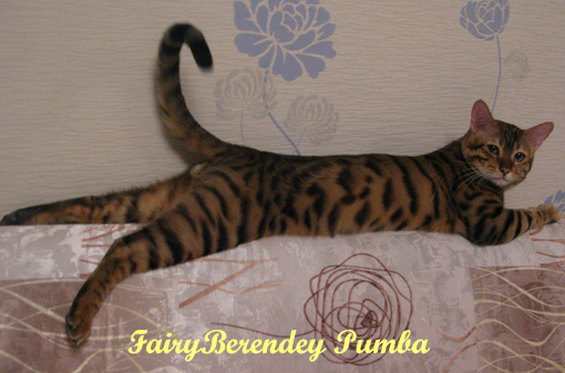 FairyBerendey Pumba