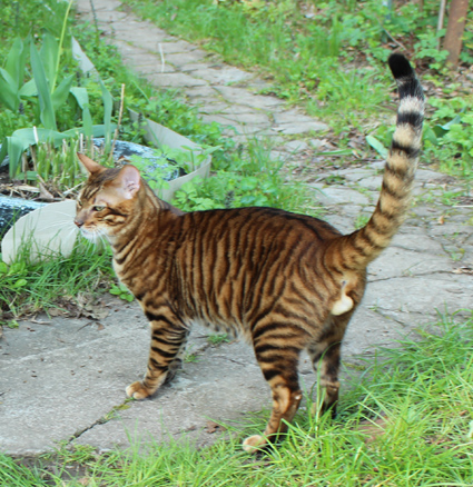 на фотографии котику 8 месяцев