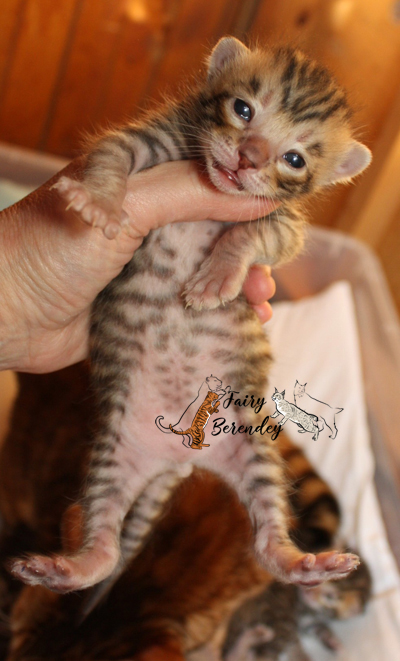 синий котик