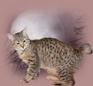 Питомник кошек породы пиксибоб